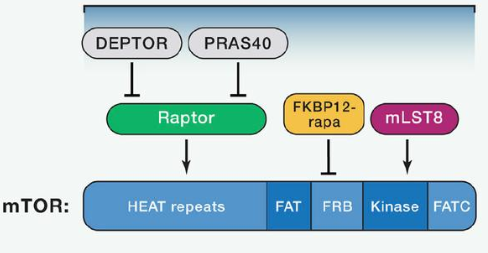 mTORC1由mTOR、Raptor和mLST8以及非核心组件PRAS40和Deptor组成