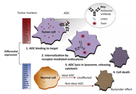 浅析：ADC药物的抗癌之路