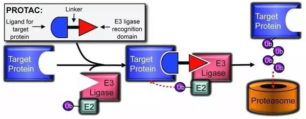 PROTAC技术基本模式