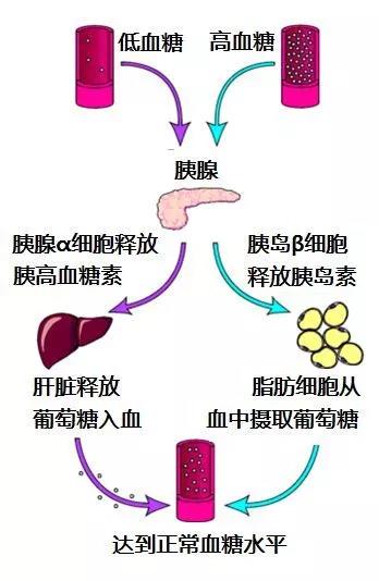 人体血糖稳态平衡图