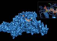 Science重磅！一种“分子剪刀”如何成为COVID-19药物的重要靶标？