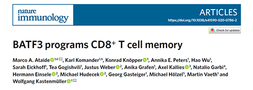 Nature：BATF3改善T细胞记忆应答，有望改善免疫疗法的疗效