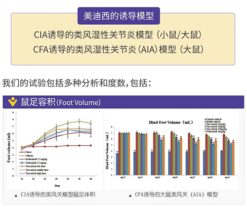 人生就是博诱导的类风湿性关节炎模型