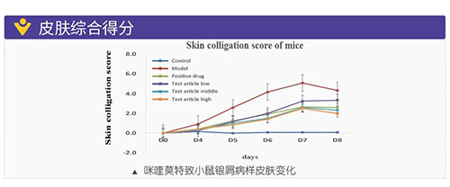 咪喹莫特致小鼠银屑病样皮肤变化