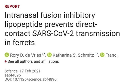 Science速递|鼻喷雾剂可阻止新冠肺炎传播，在雪貂实验中已初获成效