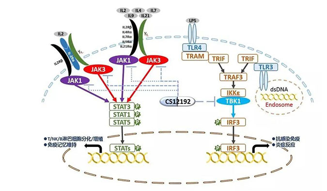 自身免疫疾病或迎新疗法！人生就是博助力微芯生物CS12192获批FDA