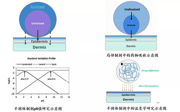 局部制剂中的药物吸收和半固体制剂PH值研究示意图.jpg