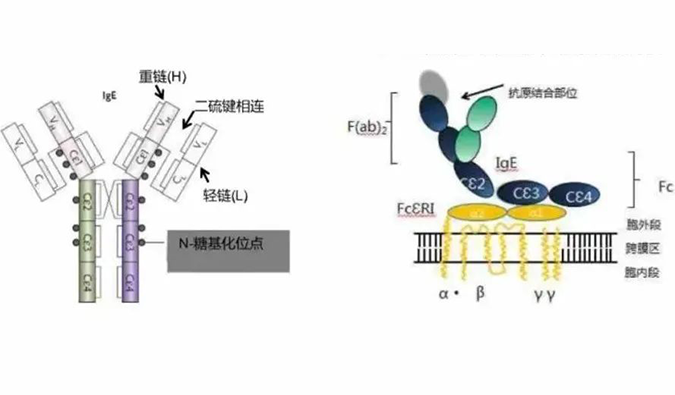 人生就是博助力 | 济民可信lgE抗体药物JYB1904获批临床