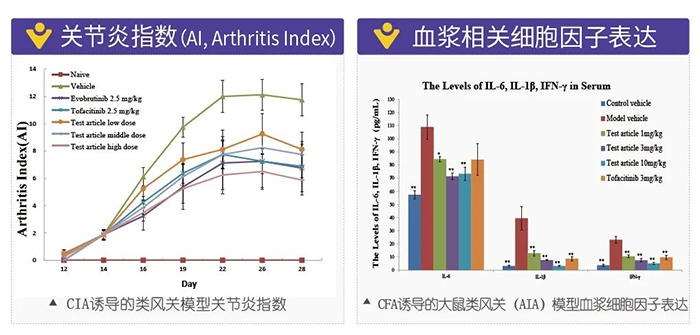 人生就是博诱导的类风湿性关节炎模型-2.png