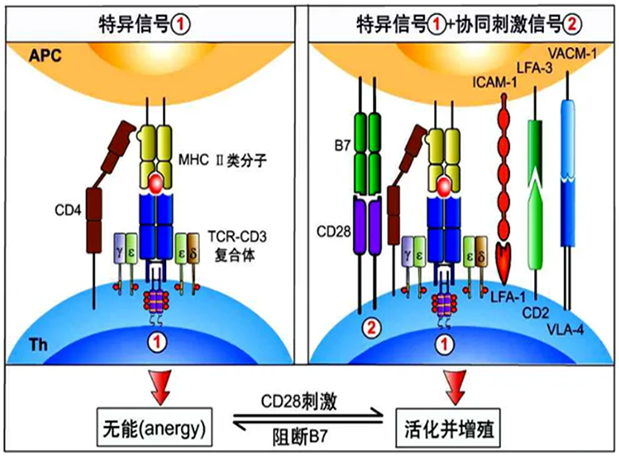 CC312组成概览.png