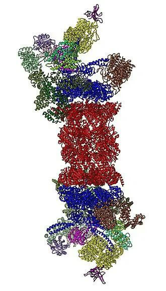 26S蛋白酶体结构（来源：Wikipedia）.jpg