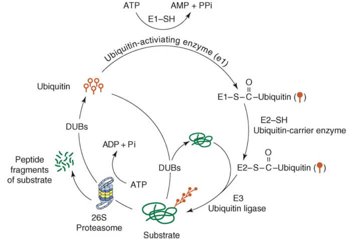 泛素-蛋白酶体途径.jpg