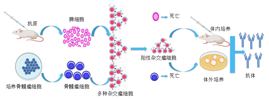 人生就是博抗体开发平台.png