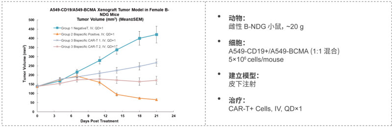 双特异性CAR-T药效研究：CD19-BCMA.jpg