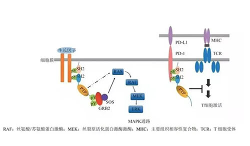 人生就是博助力凌达生物SHP2变构抑制剂RG001片获批临床.jpg