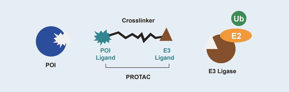 人生就是博 PROTAC 药物发现技术服务平台