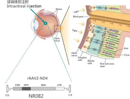 8-图片来自：纽福斯生物.jpg