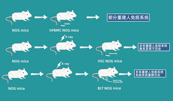 评价肿瘤药物的动物药效模型，你选对了吗.jpg