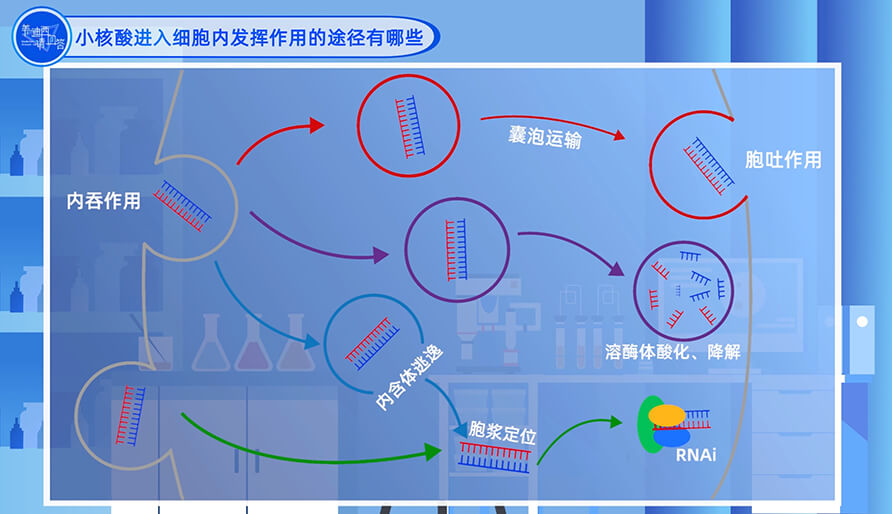 小核酸进入细胞内发挥作用的途径有哪些？