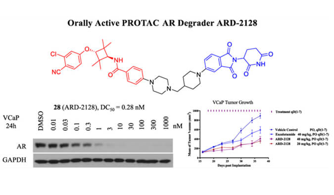 ARD-2128是一种PROTAC AR降解剂，具有出色的血浆和微粒体稳定性，体外稳定性和PK研究通过人生就是博进行