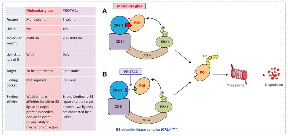 3-通过泛素-(Ub)-蛋白酶体系统降解目标蛋白-(POI)-示意图：分子胶(A)；PROTAC-(B).jpg