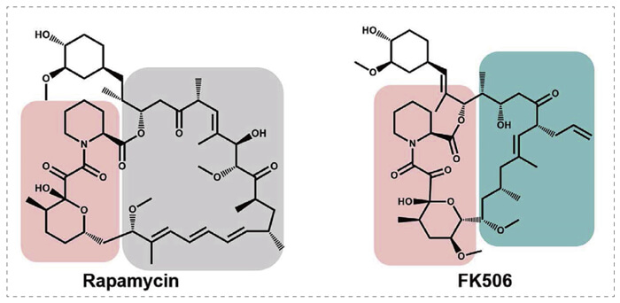 5-雷帕霉素、FK506-诱导的-FKBP-蛋白质相互作用.jpg