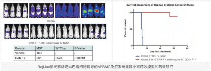 细胞治疗临床前评估动物模型的选择.jpg