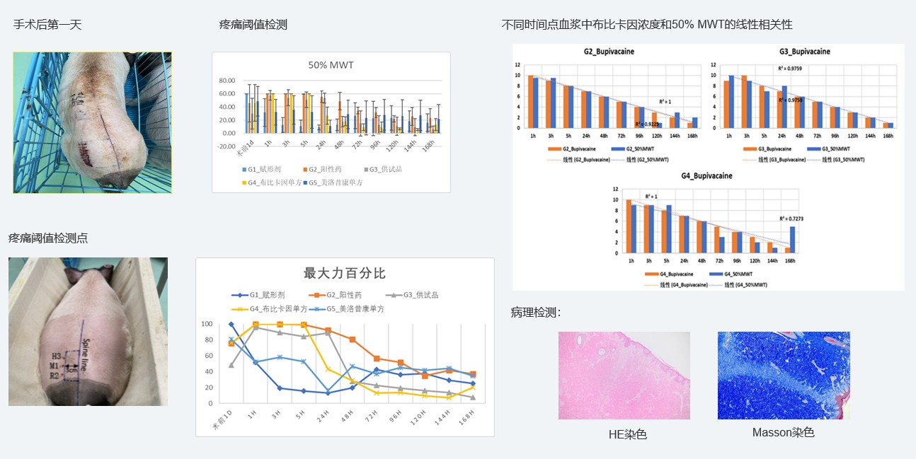 案例1：复方制剂对巴马小型猪术后急性疼痛模型的镇痛试验.jpg