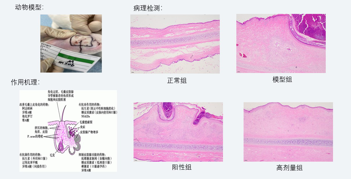 案例3：新西兰兔痤疮药效研究.jpg